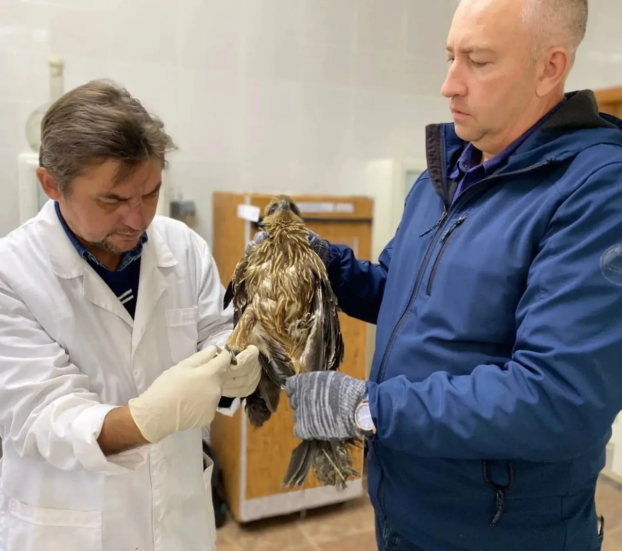 🦅 Ветеринары Дергачевского района спасли дикого коршуна