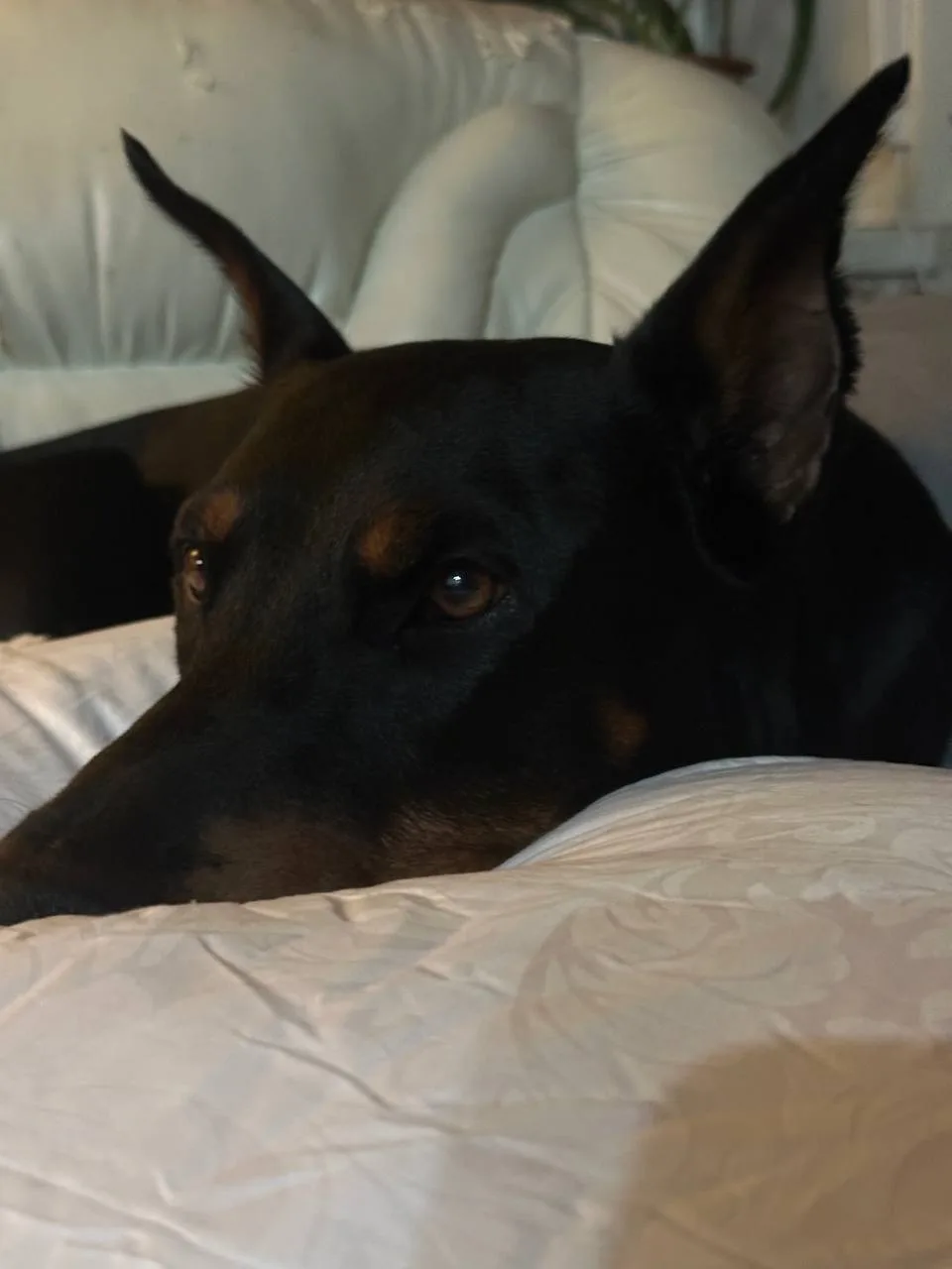 🛏️ Подушка — причина всех бед? 😄
