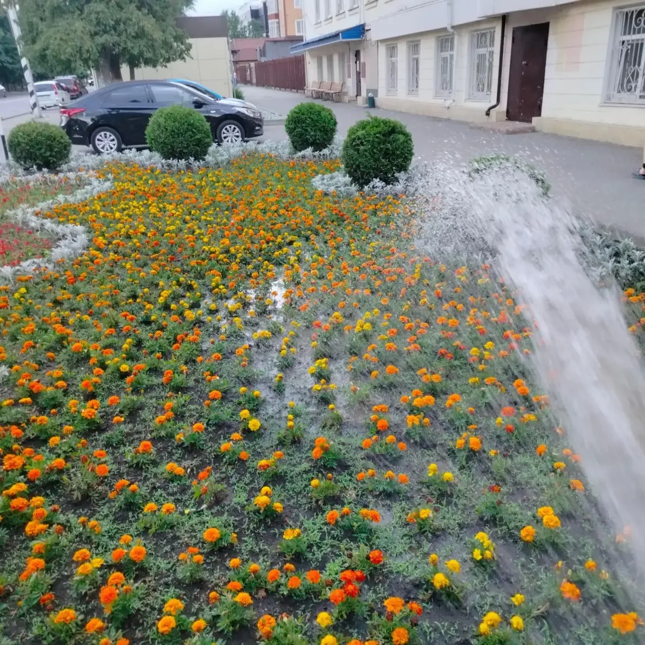 Завершили рабочий день вечерним поливом цветников🌺

Всем хорошего вечера и прекрасного летнего наст