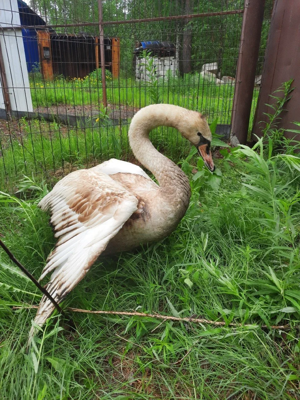 🦢 В Ханты-Мансийск привезут пострадавшего лебедя

В Ноябрьске местная жительница обнаружила лебедя.