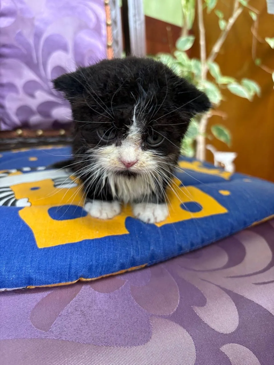 Уважаемые клиенты! 🐱