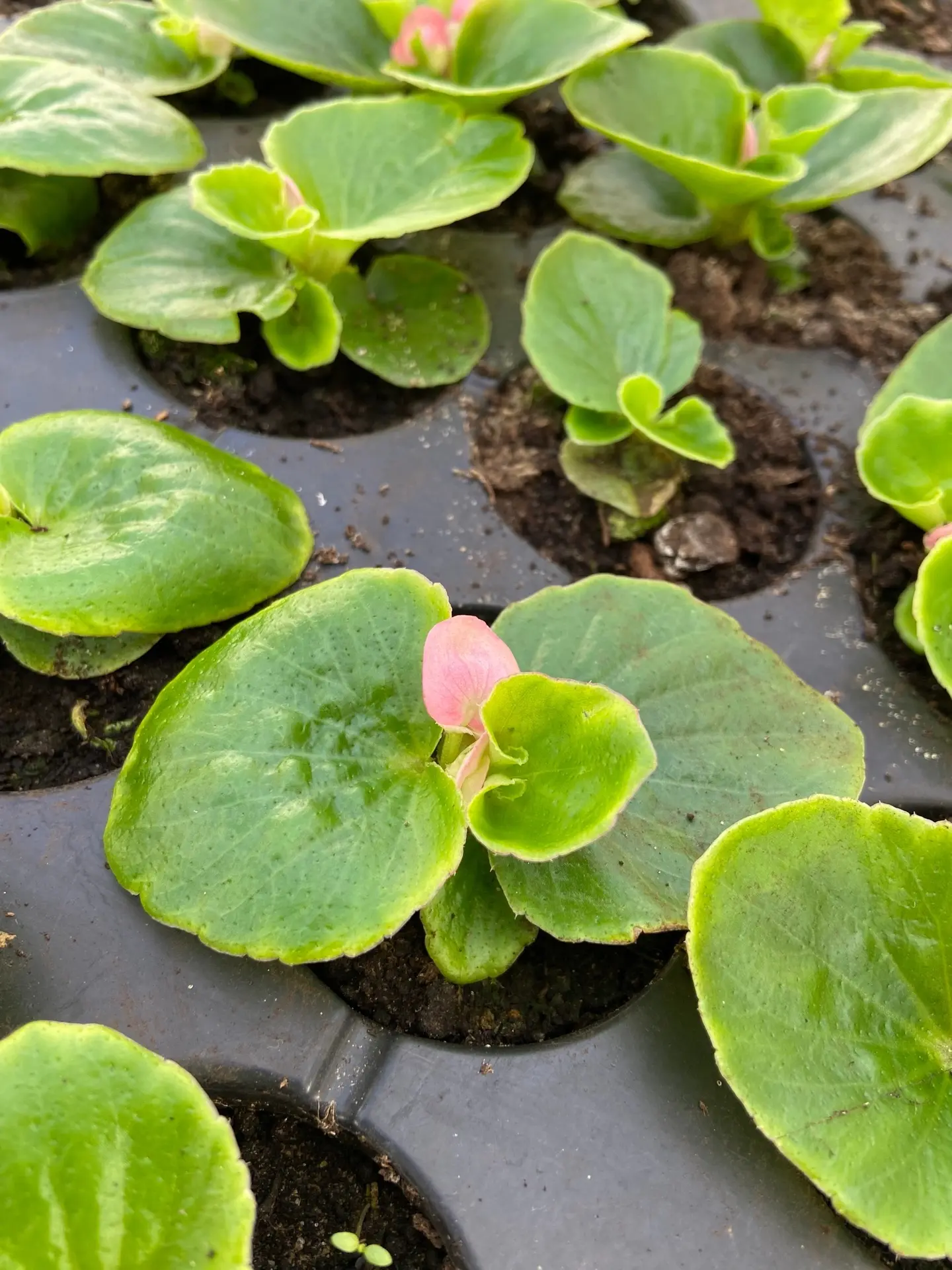 Совсем скоро эти милые цветочки "переедут" на городские цветники 🌸  В этом году расширена программа 