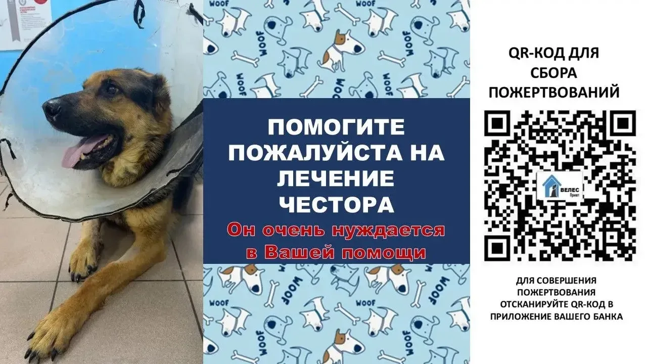❗️ ЧЕСТОРУ НУЖНА ХИМИОТЕРАПИЯ ❗️