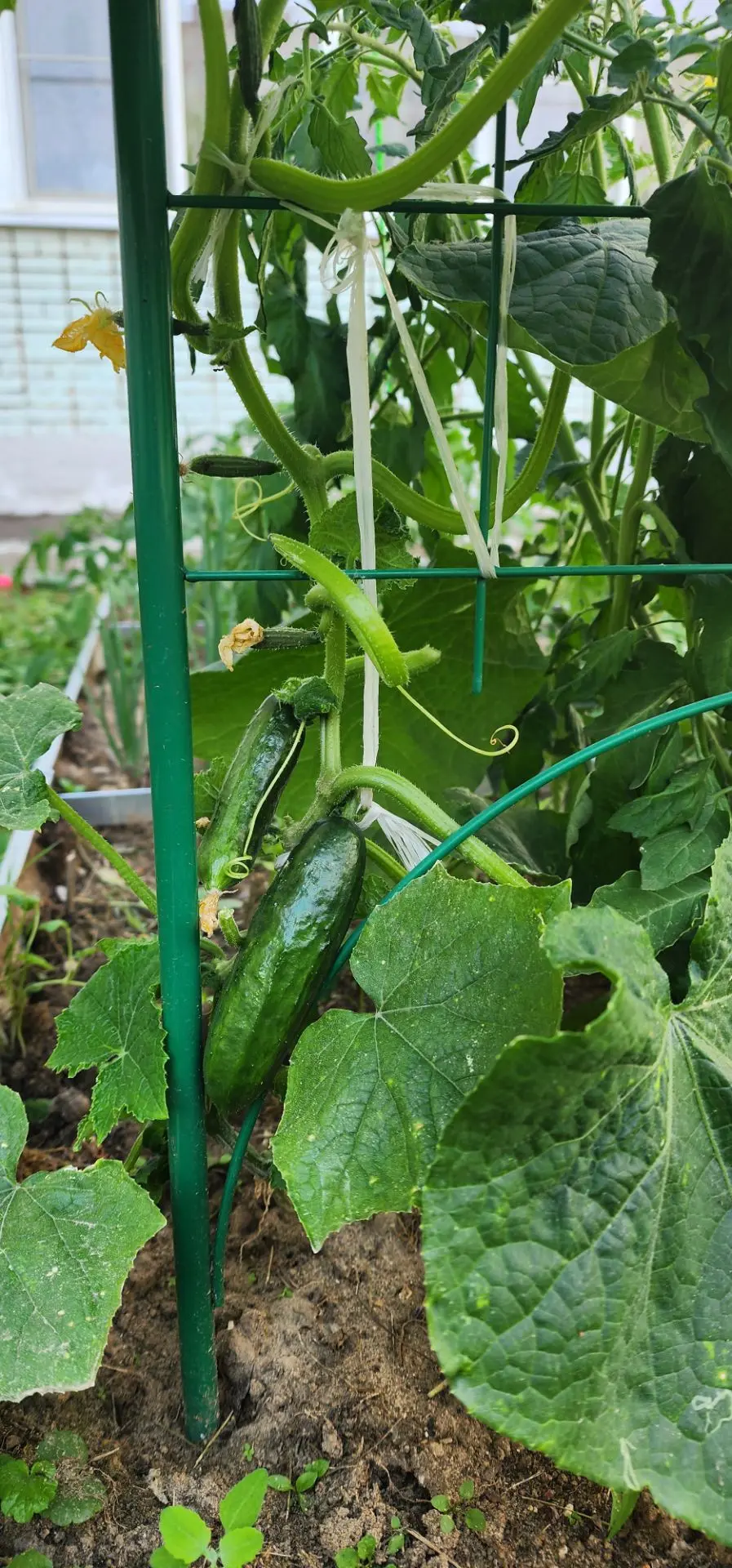 Продолжаем летний исследовательский проект «Огород!🍎🥒
Дети не забывают поливать и рыхлить почву.
 