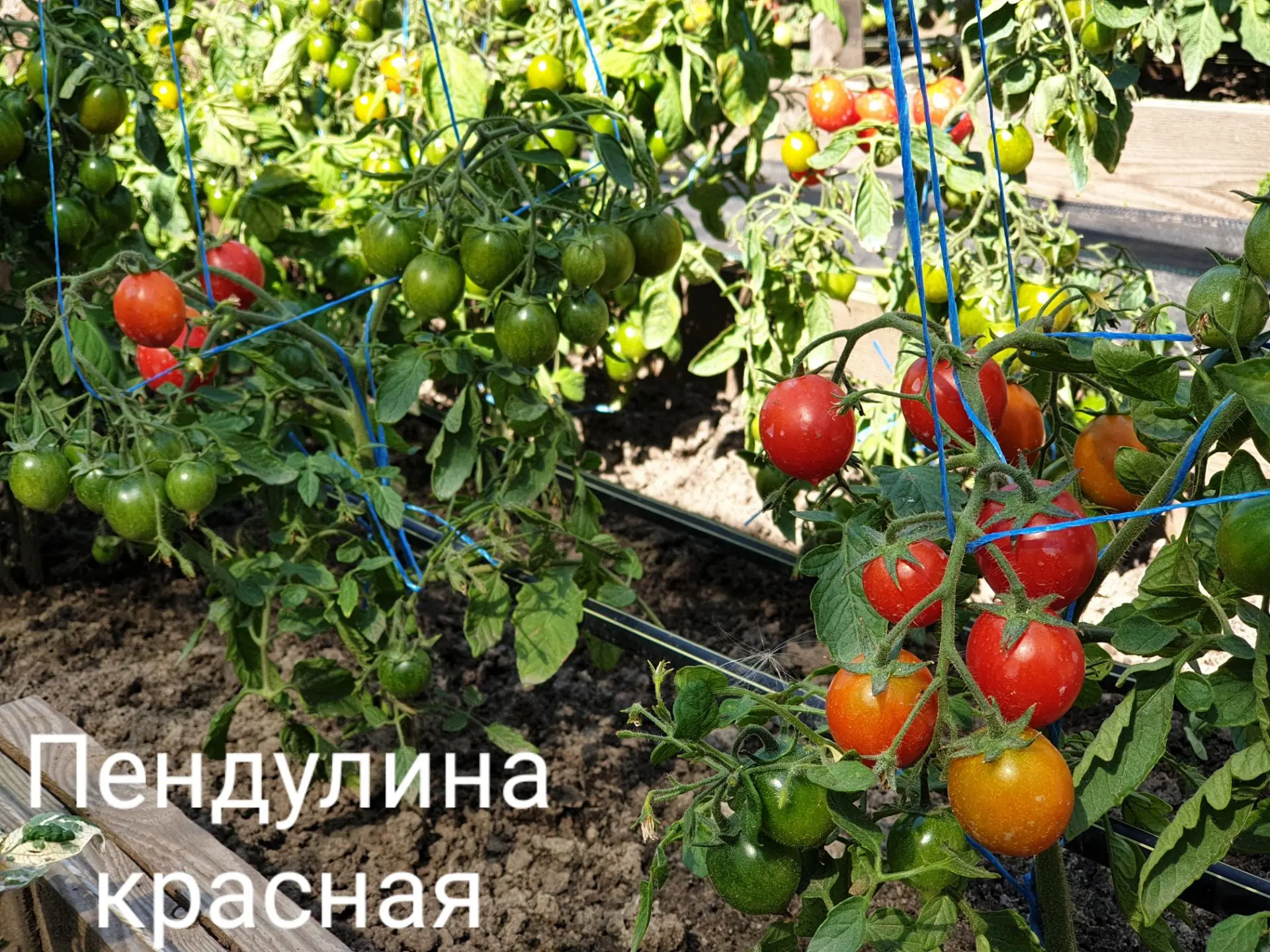 Всем доброго дня! Как настроение? Пошли уже первые плоды?