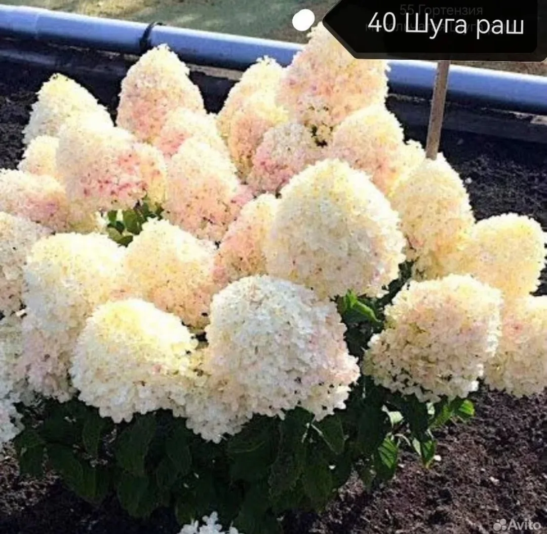 Друзья! начали продавать окс гортензия по 250 руб . Продажа от 50 шт. Как я говорила ра...