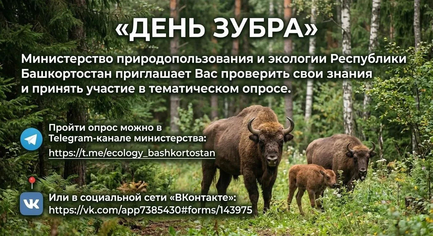 Зубр — хозяин леса и самое крупное животное Европы: самец весит как небольшой автомобиль.