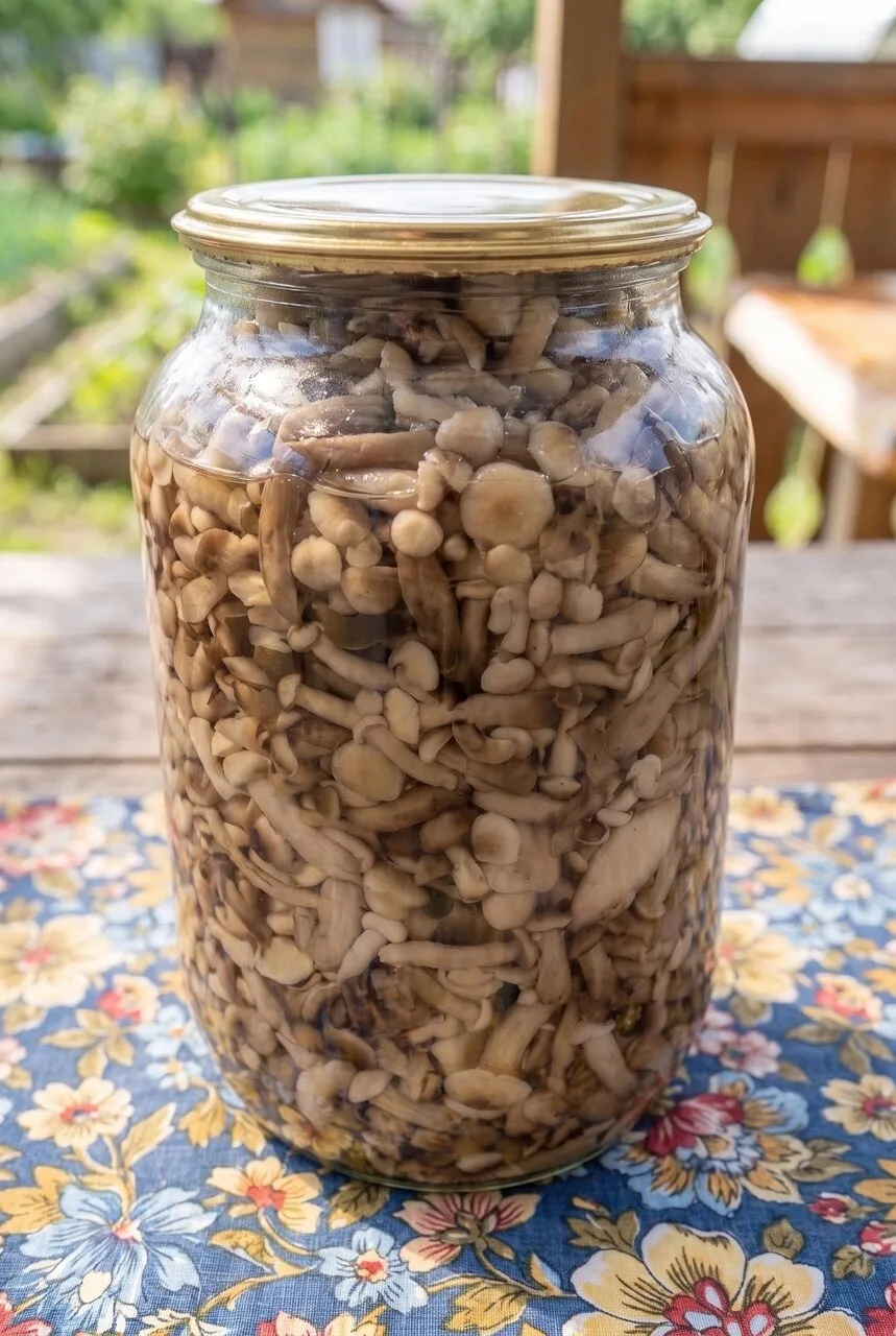 🍄🍯✨ «ЛЕСНОЕ ЗОЛОТО В БАНКАХ»: Хрустящие маринованные опята на зиму — прозрачный марин...