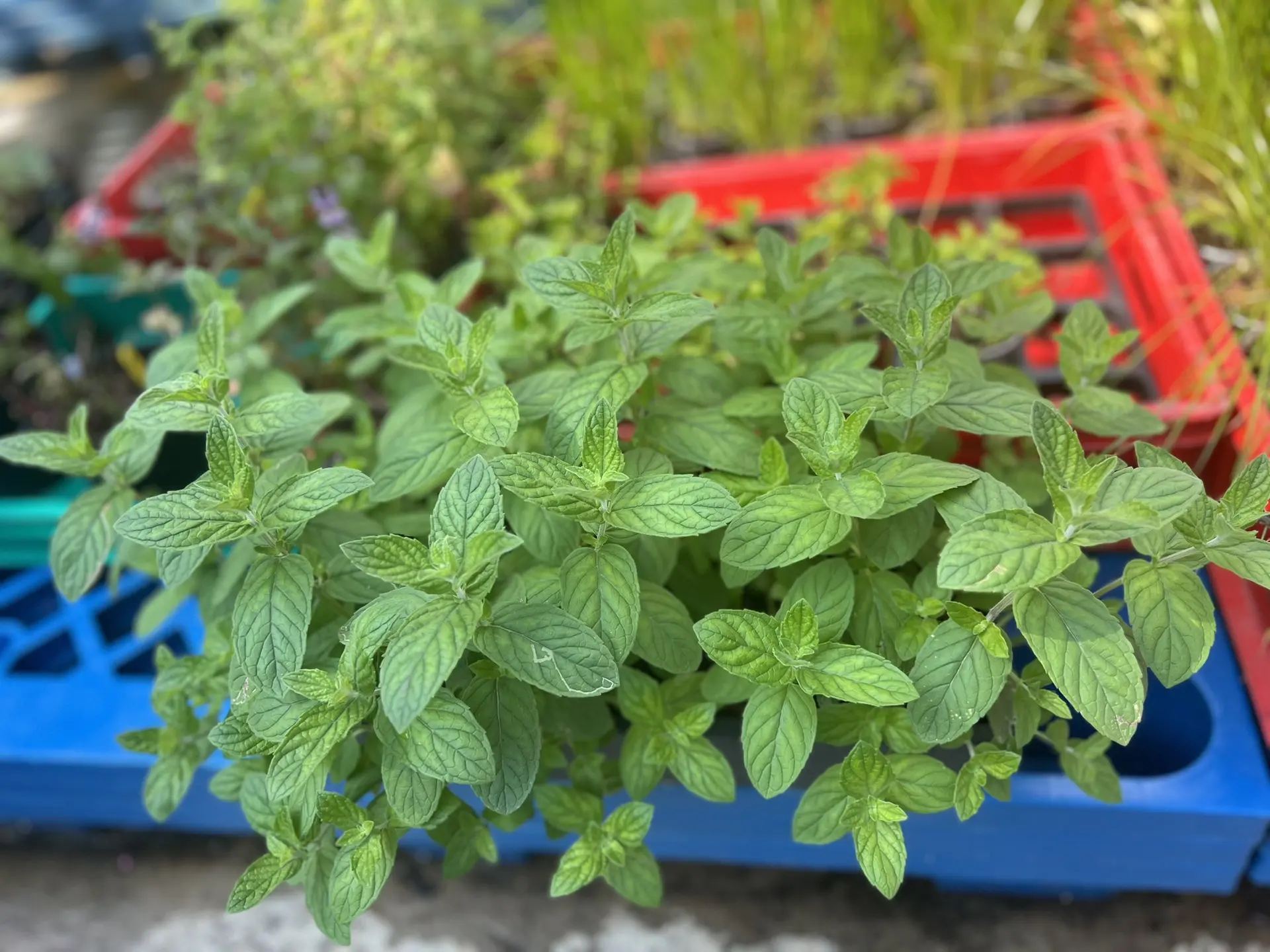 🍀🌸🍀Мята Память Резниковой.