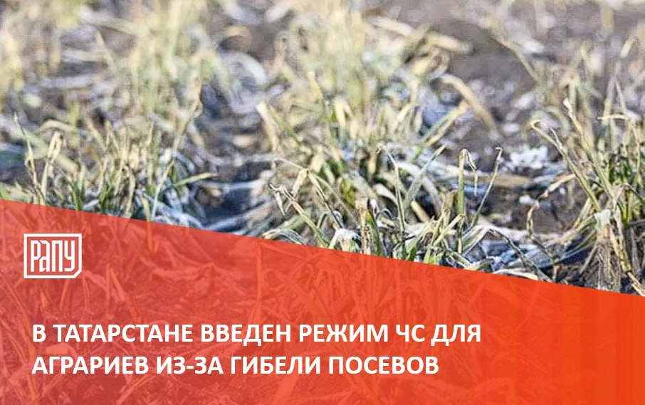 В Татарстане с 1 октября введен режим чрезвычайной ситуации для аграриев из-за гибели с...