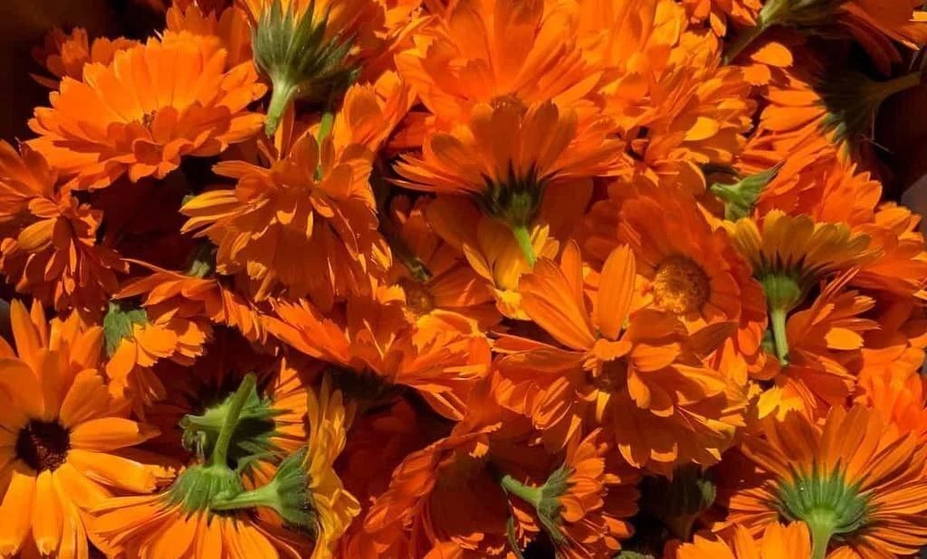 Календула — улыбаемся солнечному здоровью! 🌼