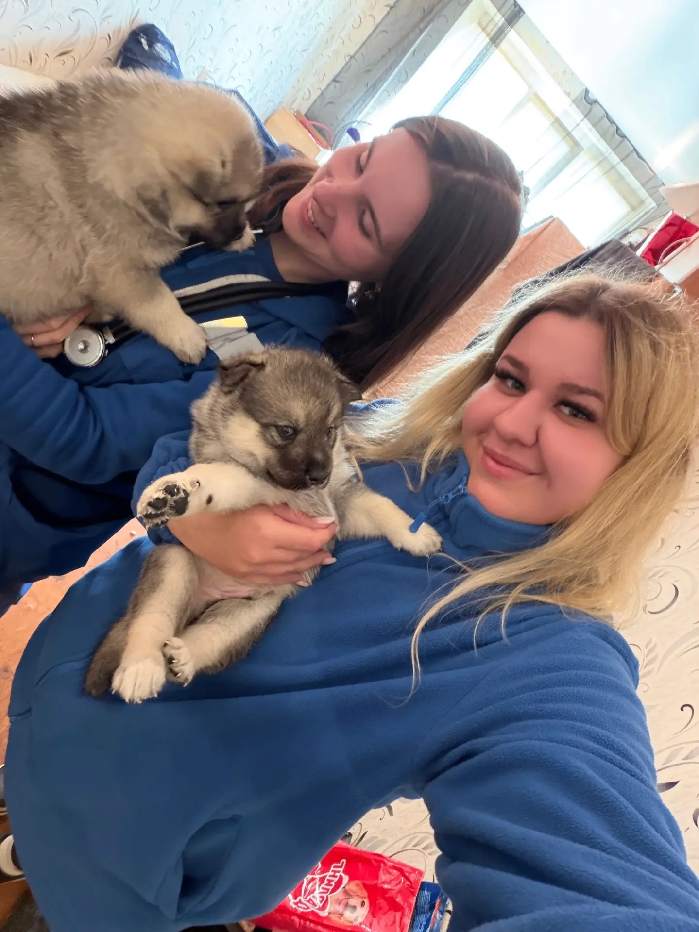 🐕‍🦺 Скоропомощные собаки и другие животные.