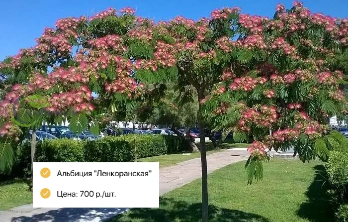 Саженцы декоративных 🌱