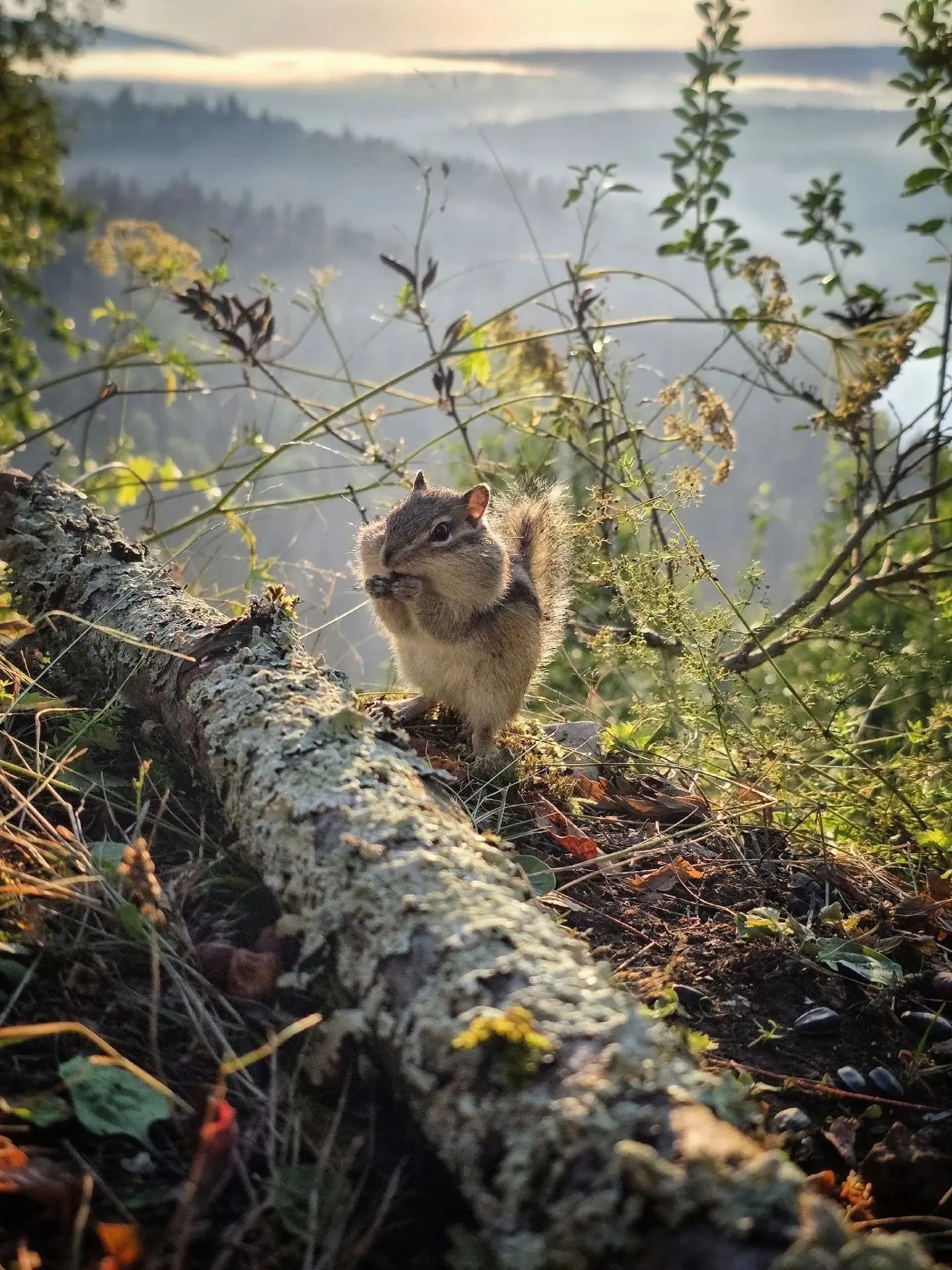 Доброе утро 🌄