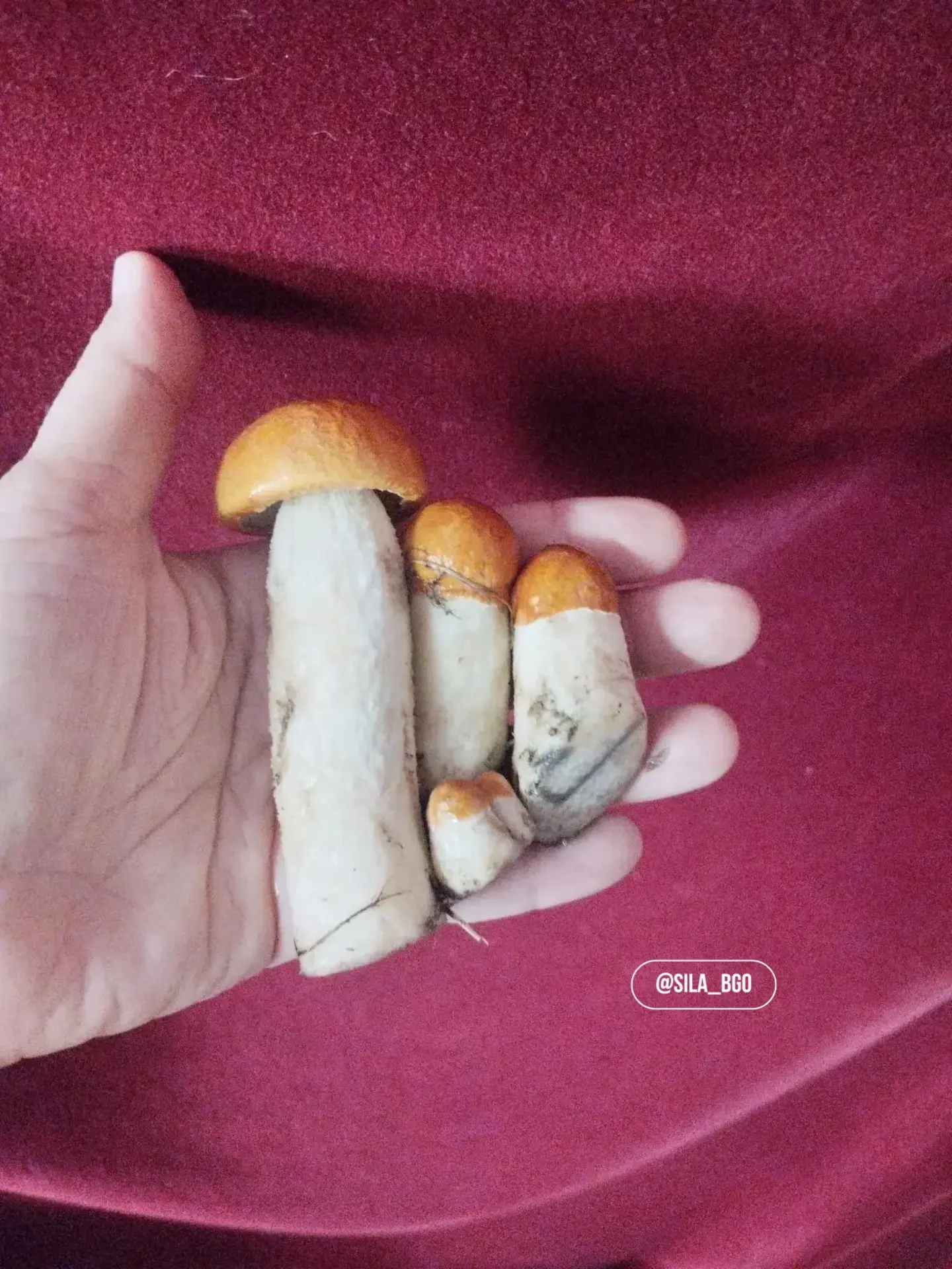 🍄‍🟫 Тсс… в Сарапулке замечены грибы! 

И, кажется, они решили держать своё местонахождение в строж