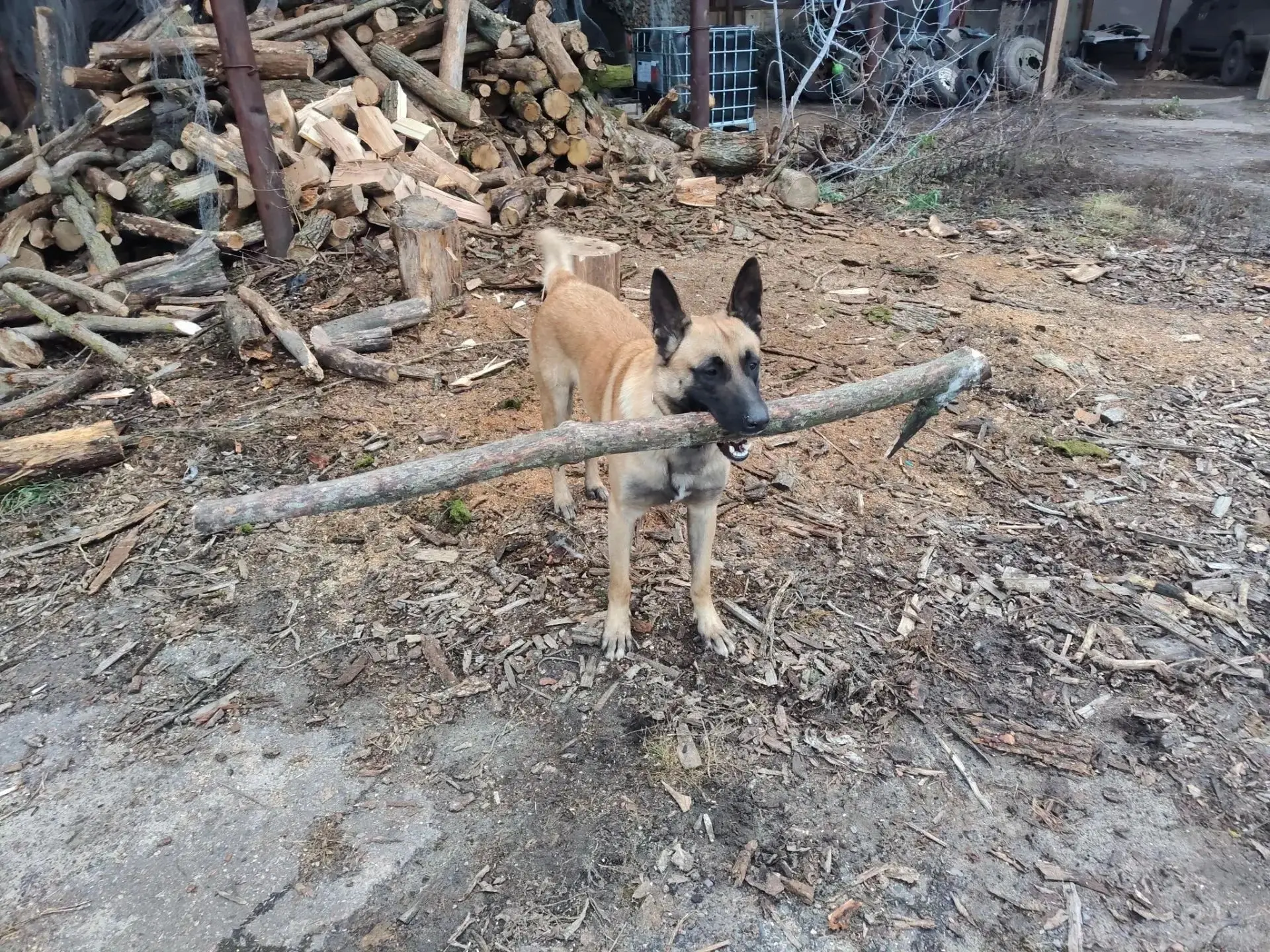 Из разных уголков приграничья к нам приходят фото, на которых фронтовые животные. Это н...