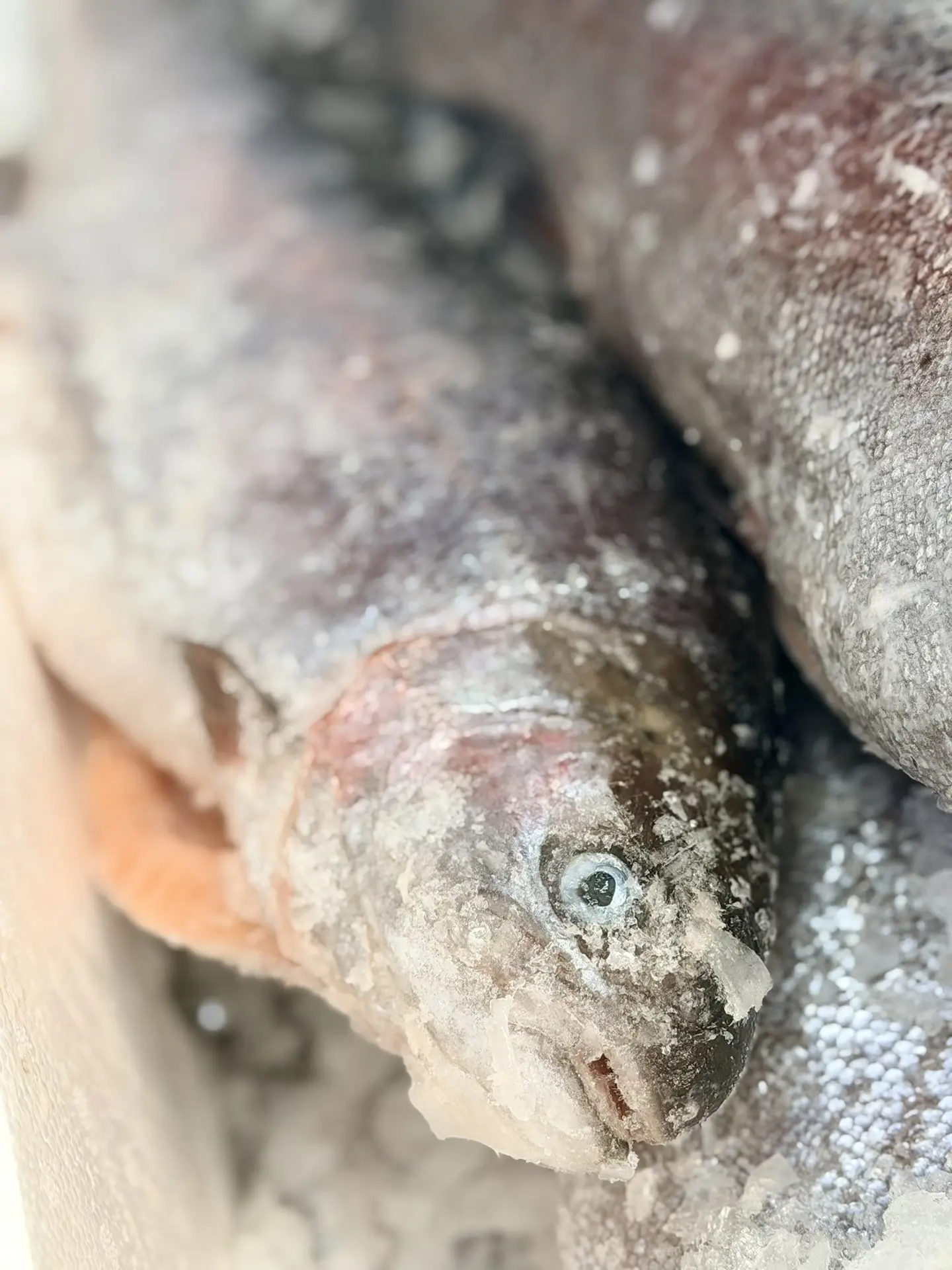 Во все наши магазины поступила  ОХЛАЖДЕННАЯ ФОРЕЛЬ из Мурманска   🐟 Свежая, охлаждённая, потрошеная—