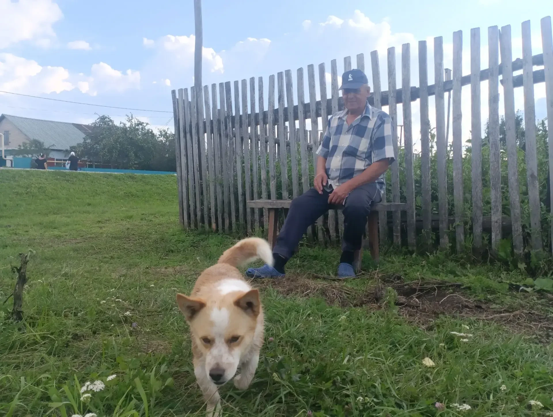 Нужна ли собакам прививка от бешенства