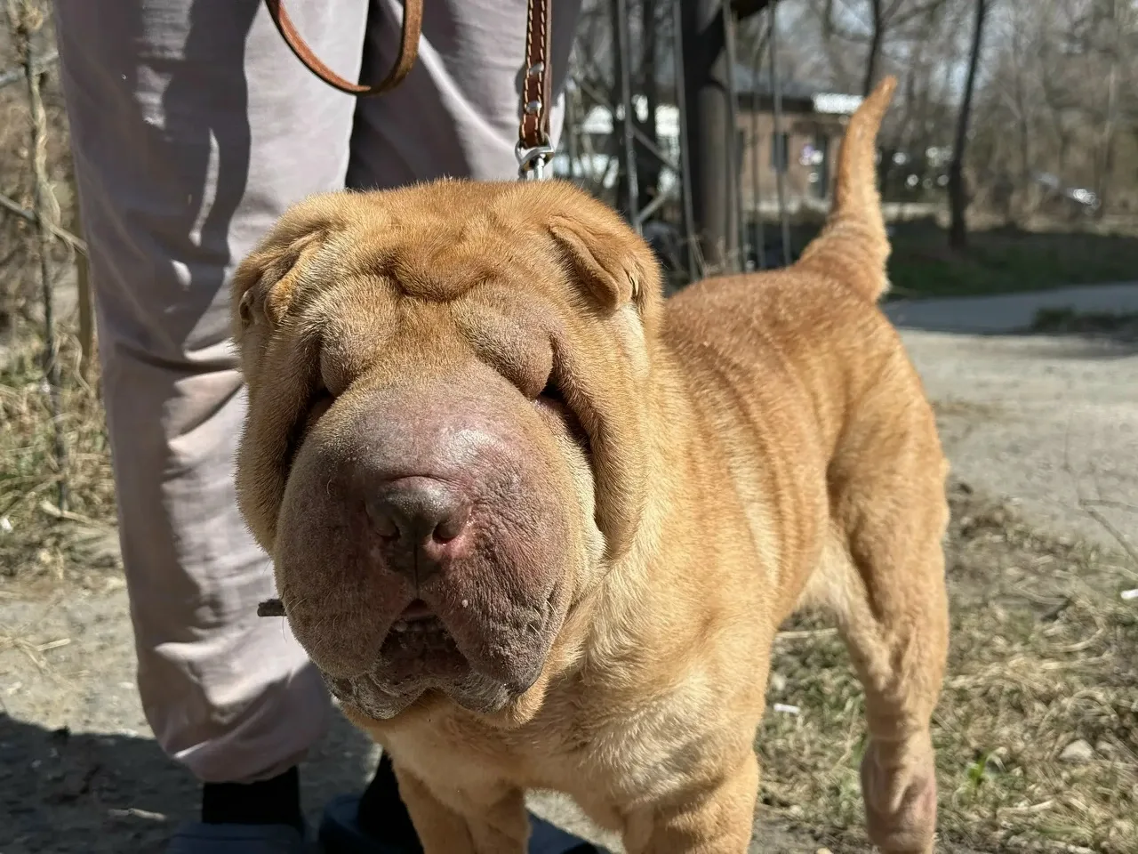 За кулисами приюта. Как ваша помощь работает каждый день. 🙏🐾  Сегодня у нас в «Омских хвостиках» сно
