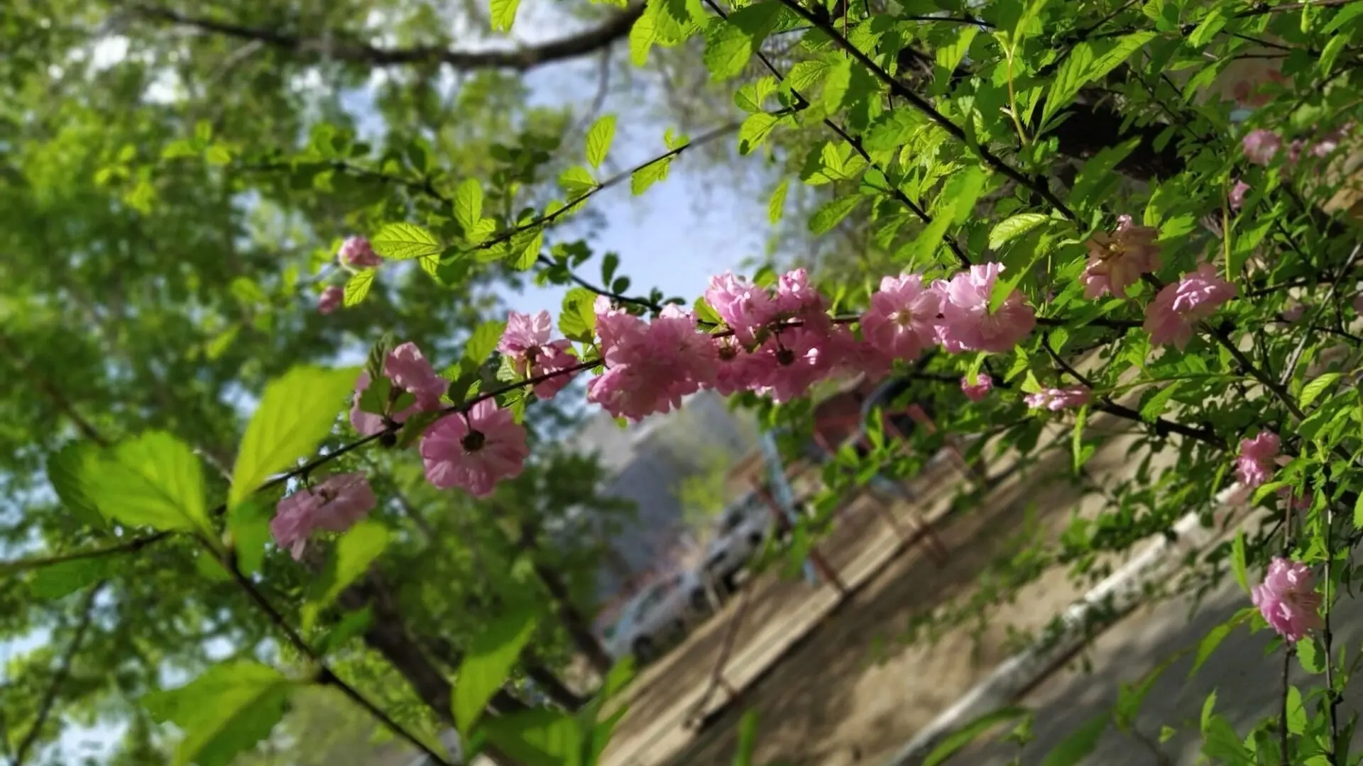 ⛅ 22 мая в Комсомольске-на-Амуре от + 19 до + 27 градусов.  Ветер слабый, южный 4.1 м/с. Незначитель