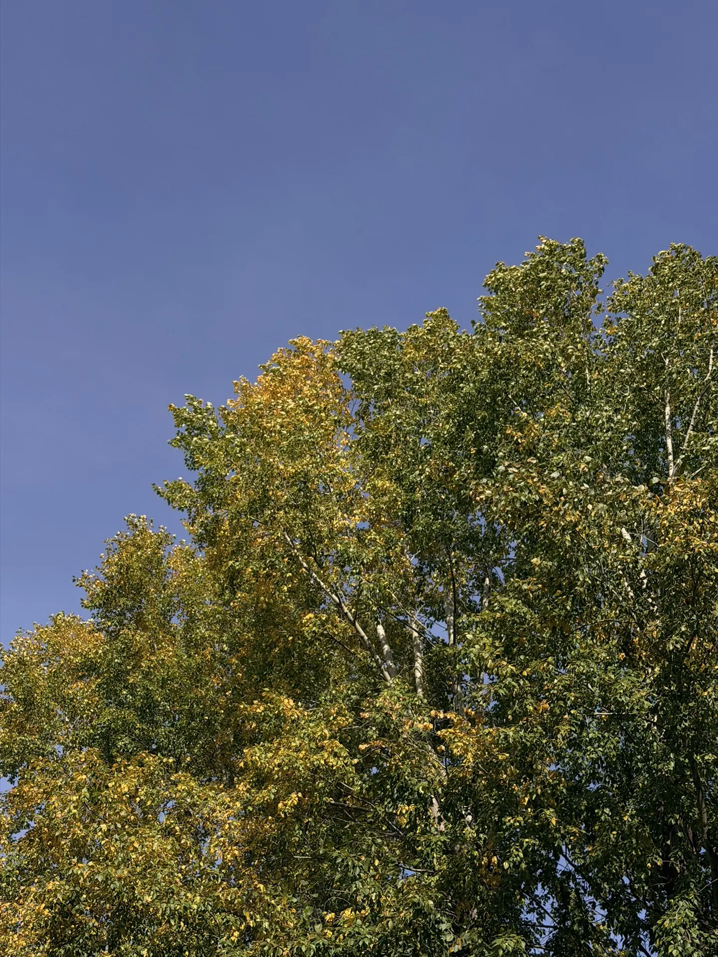 ⛅️ Что ожидать от погоды в Тольятти 13 сентября:
