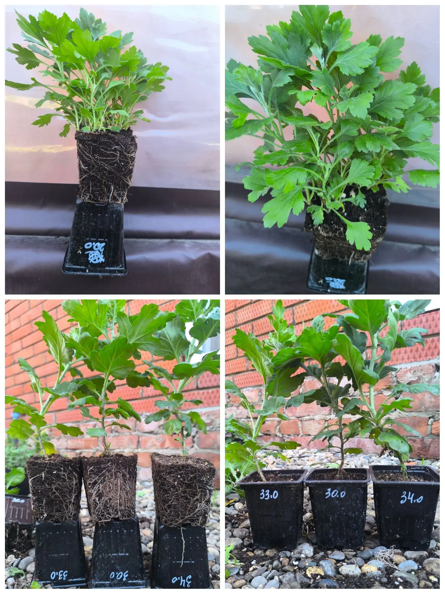 Добрый день !

Сейчас есть в наличии саженцы 🌱корейской хризантемы в П9 горшке - 200 руб 
🌱Мультиф