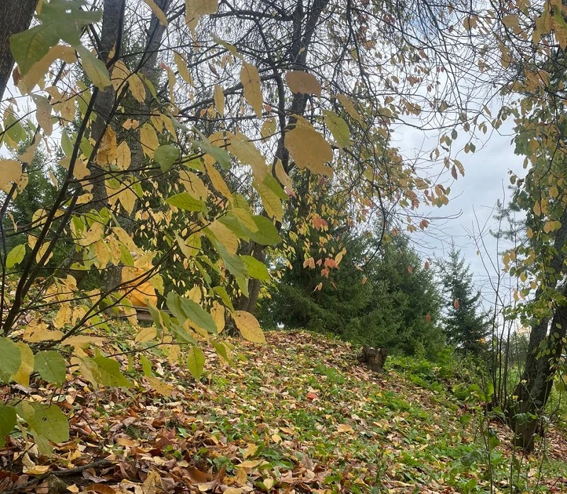 🍁По данным Башгидромета, 1 октября на территории республики ожидается переменная облач...