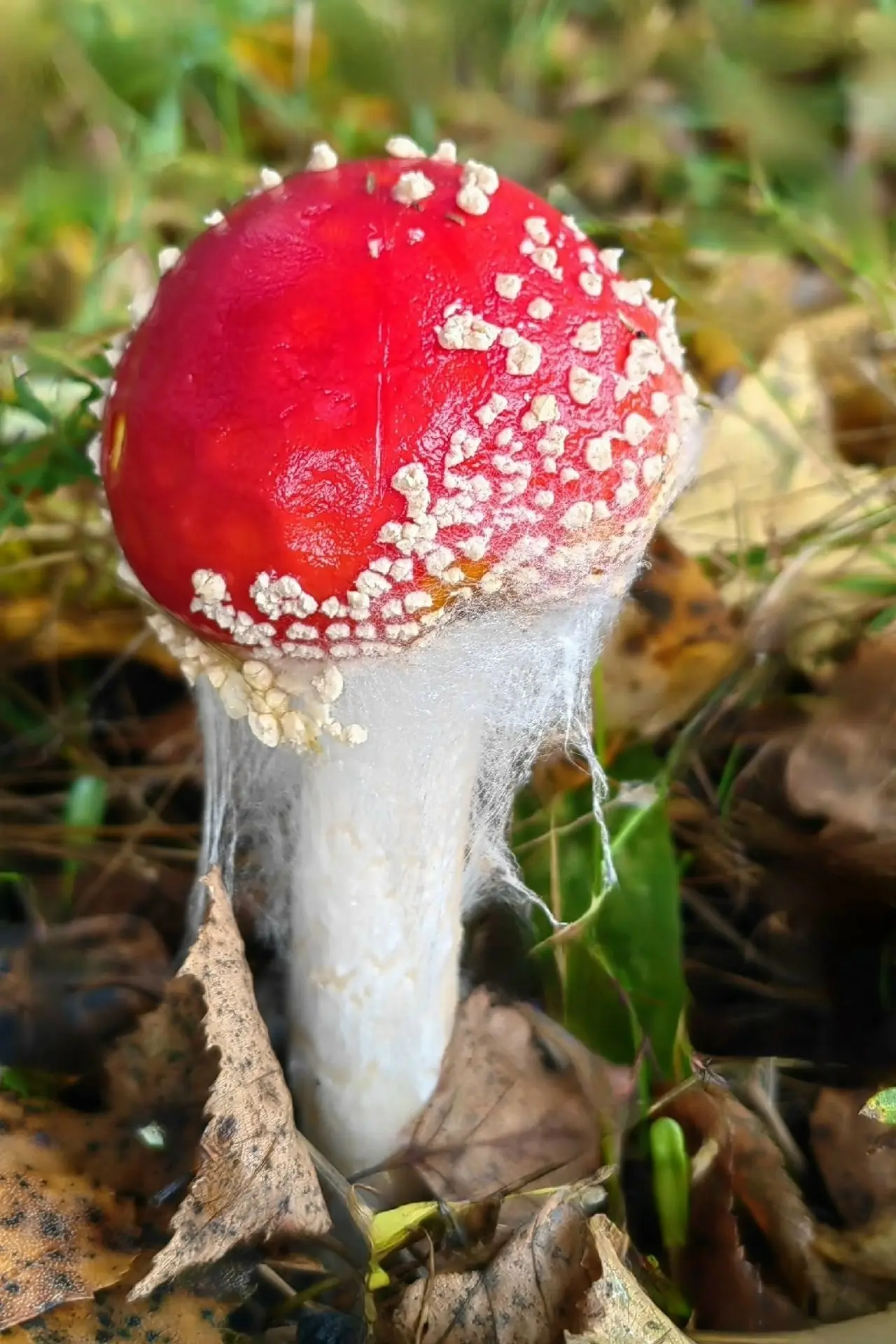 Пошли мухоморы,🍄🍄🍄 значит  будут и грибы 😊😊😊👍**Какие грибы стоит искать после по...