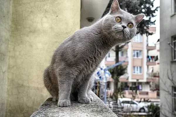 Любопытство,- не порок!)))

Истории о животных