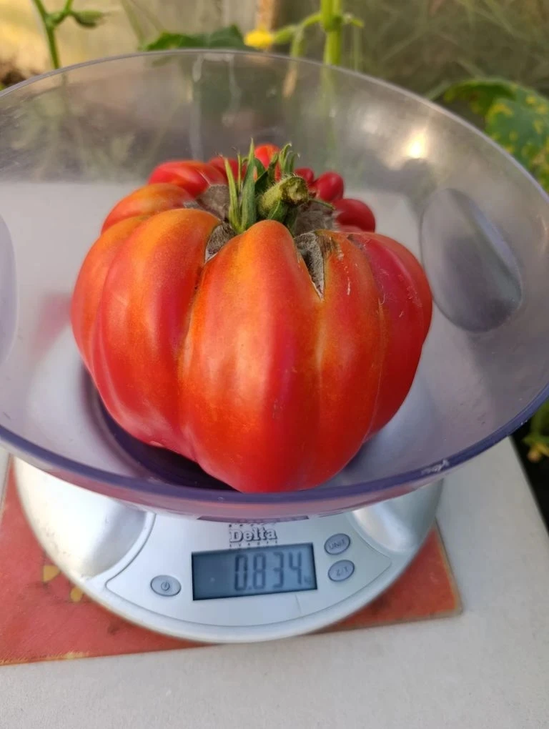 🔥 БИТВА ГИГАНТОВ🔥🍅🍅🍅🍅🍅