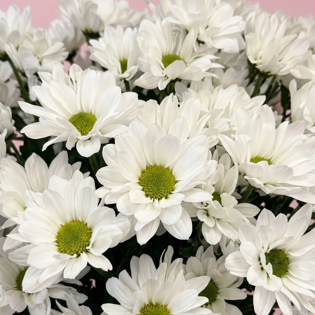 Снизили цену на кустовую хризантему 🌼😍

А это значит, что любоваться 11 веточками в МАЛИНАБАНЧ ста