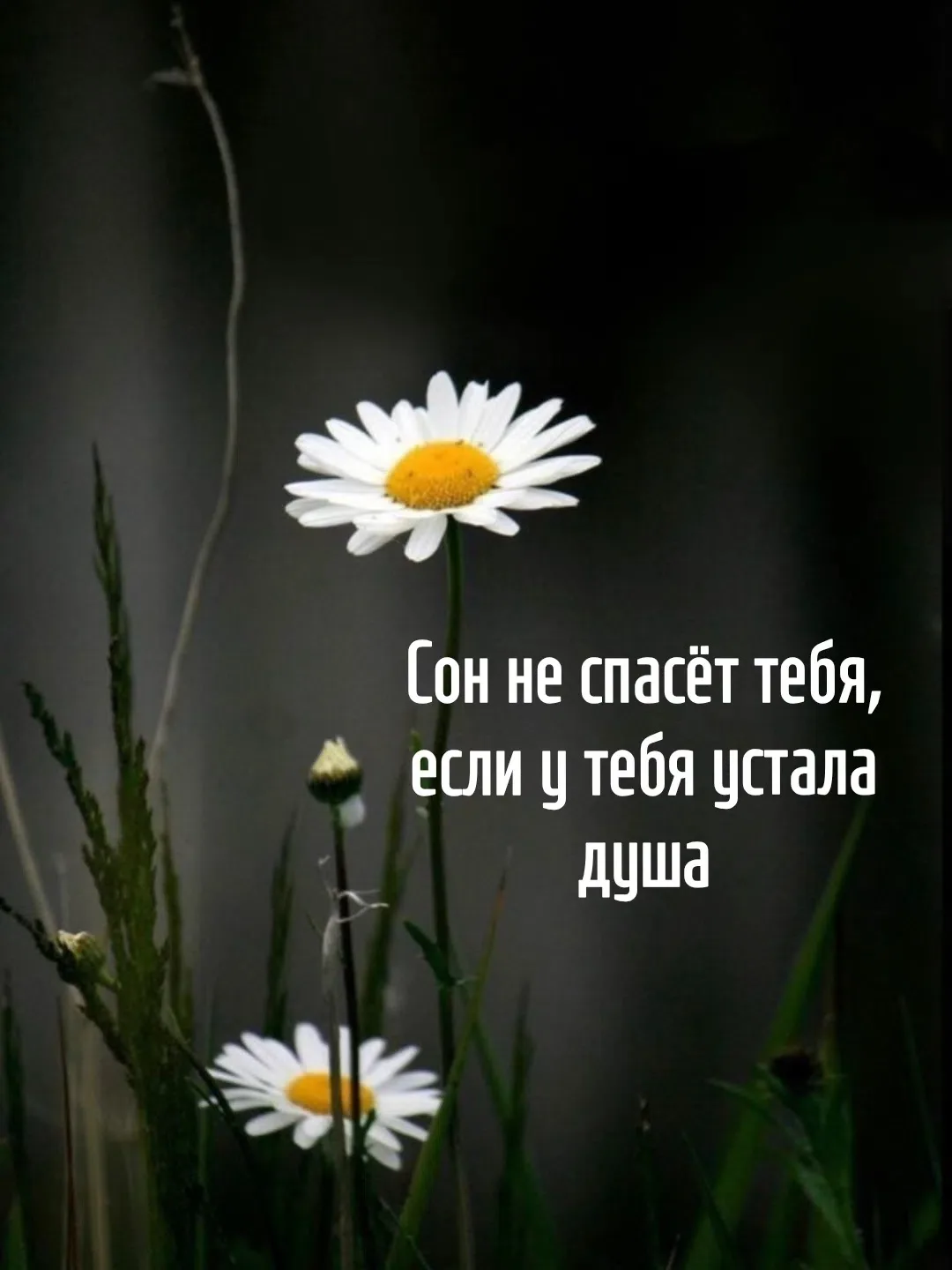 Цитаты жизни