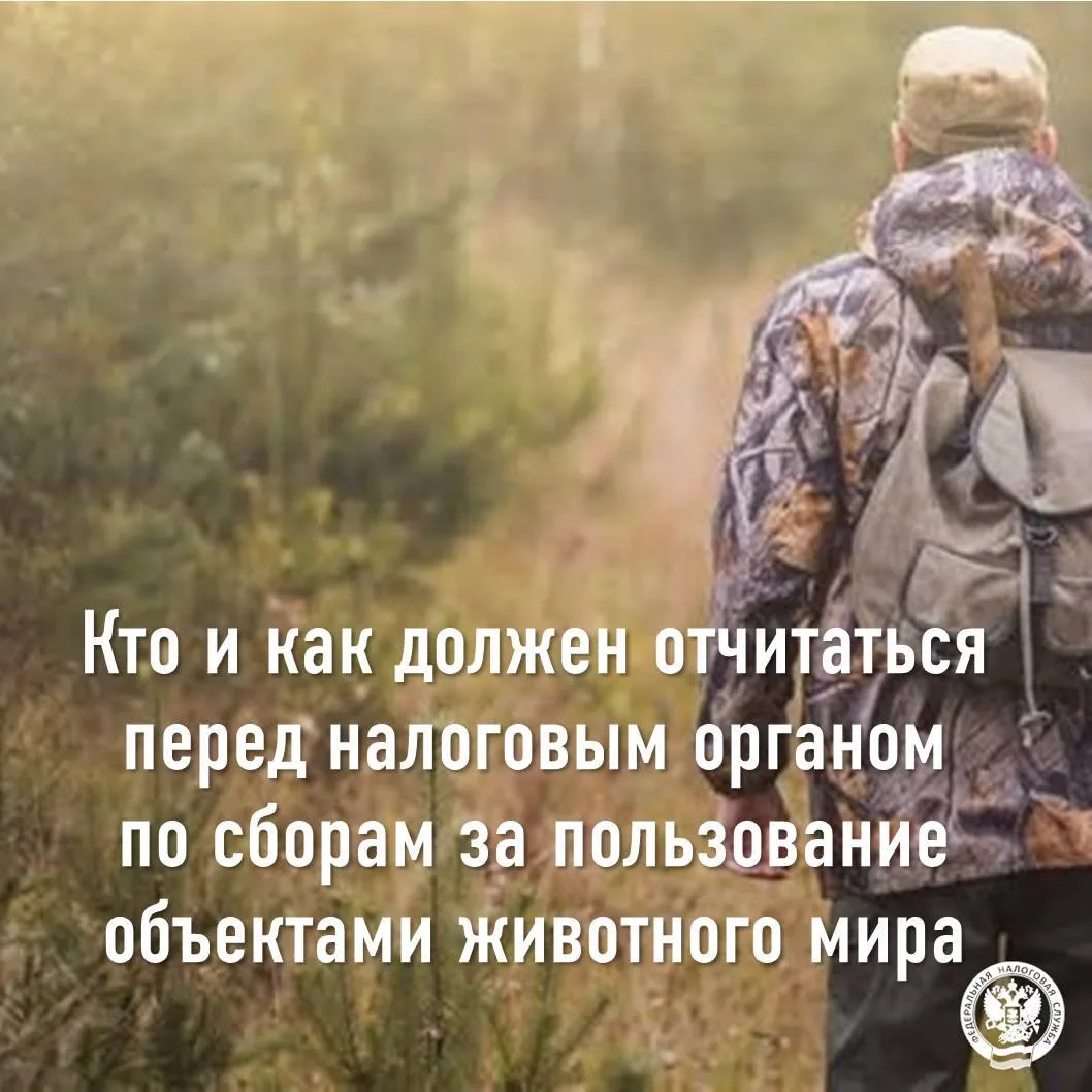Кто и как должен отчитаться перед налоговым органом по сборам за пользование объектами ...