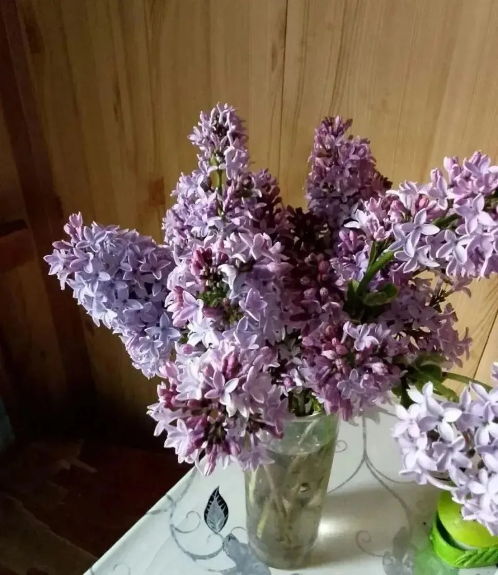 В Кушнаренково цветет сирень...🏵️