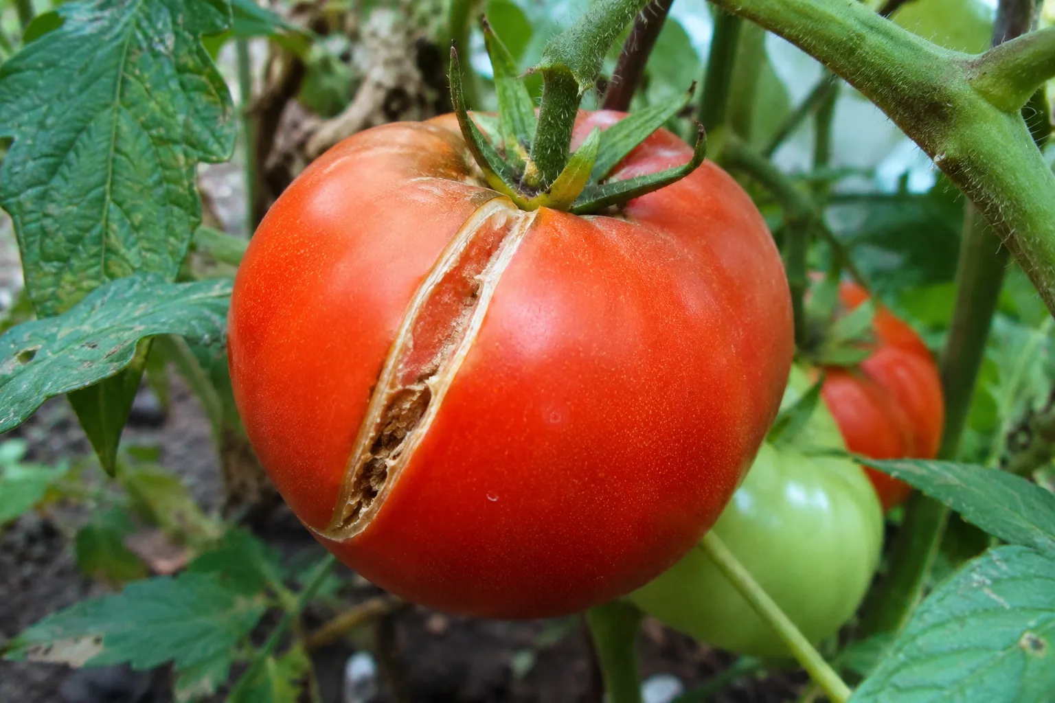 🍅 ПОЧЕМУ НА ТОМАТАХ ПОЯВЛЯЮТСЯ ТРЕЩИНЫ

Самое обидное, когда помидор уже почти созрел, и вдруг на н