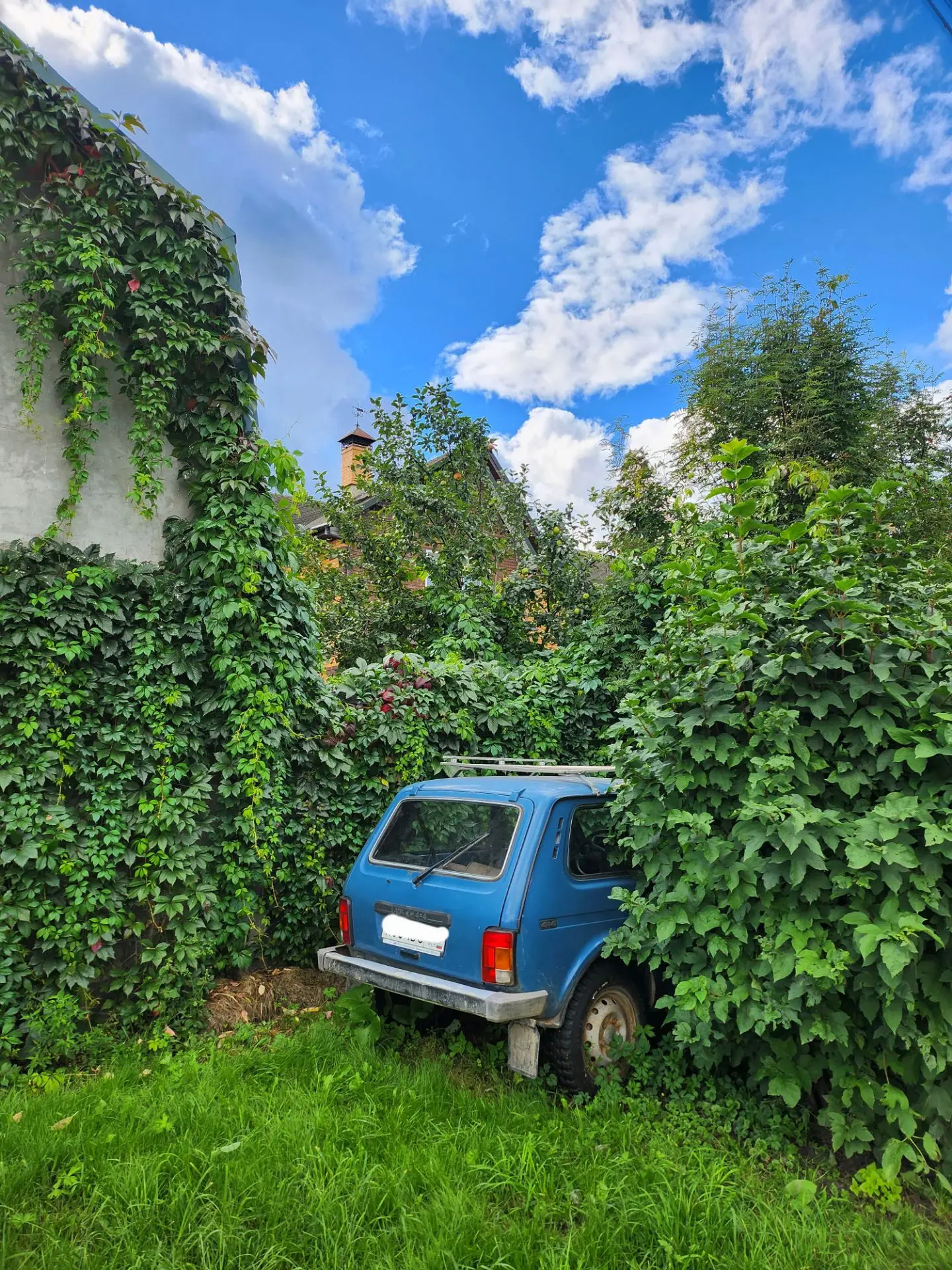 Солнечная Овсянка 😍
