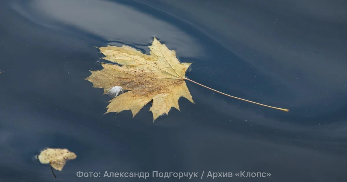 🍂 В Калининградской области станет прохладнее