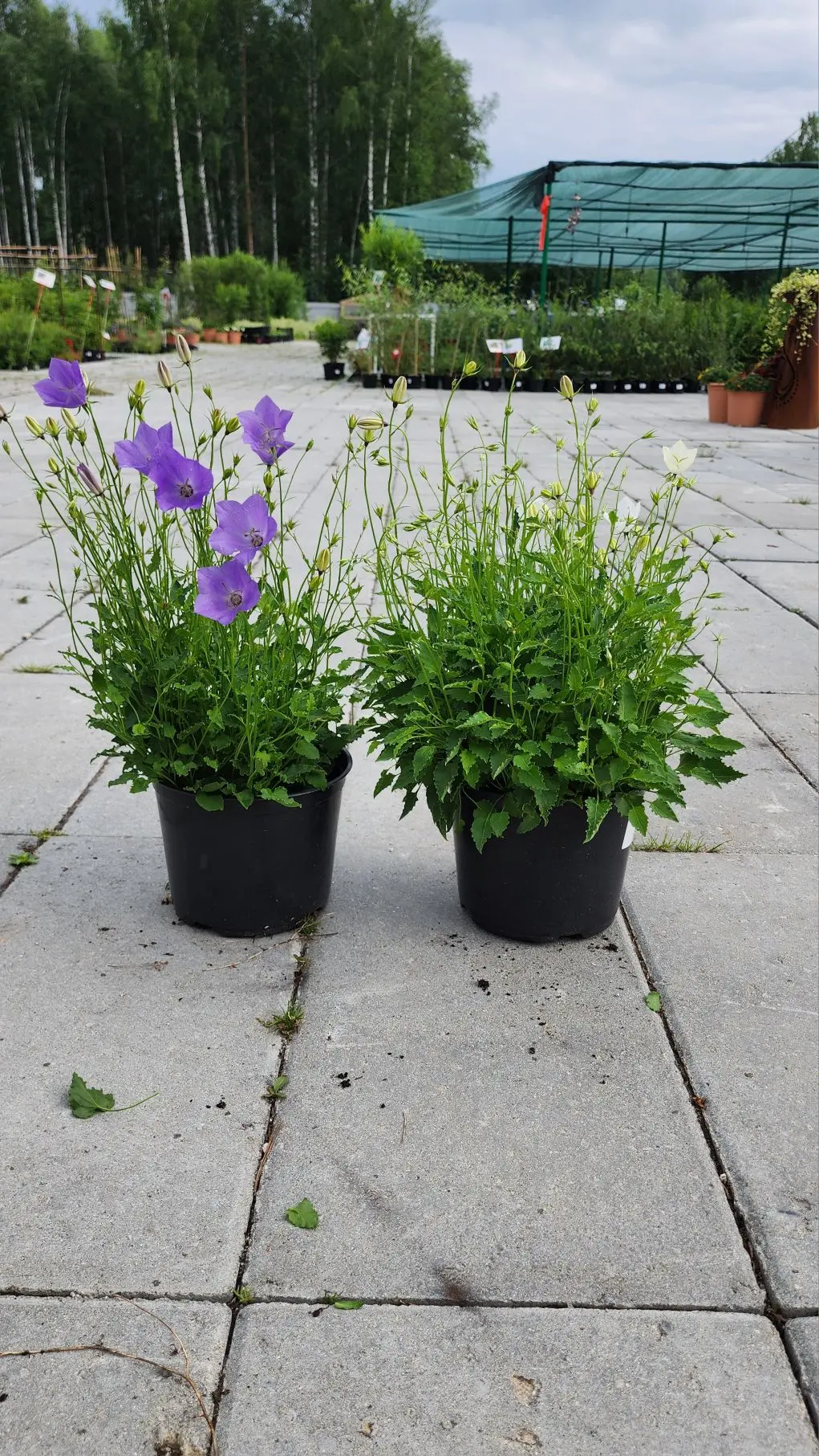Колокольчик карпатский легко вырастить из семян 🌱  Самое важное! Семена мелкие, поэтому сеем поверхн
