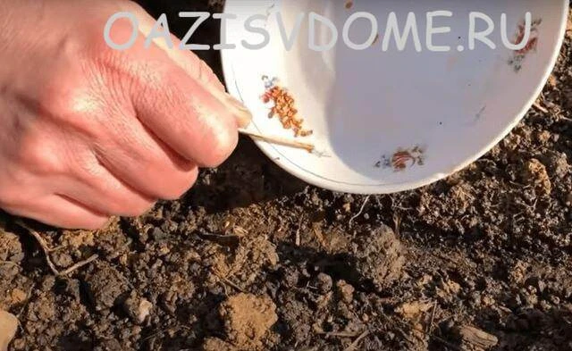 🥕 Посев моркови под зиму: секрет раннего урожая