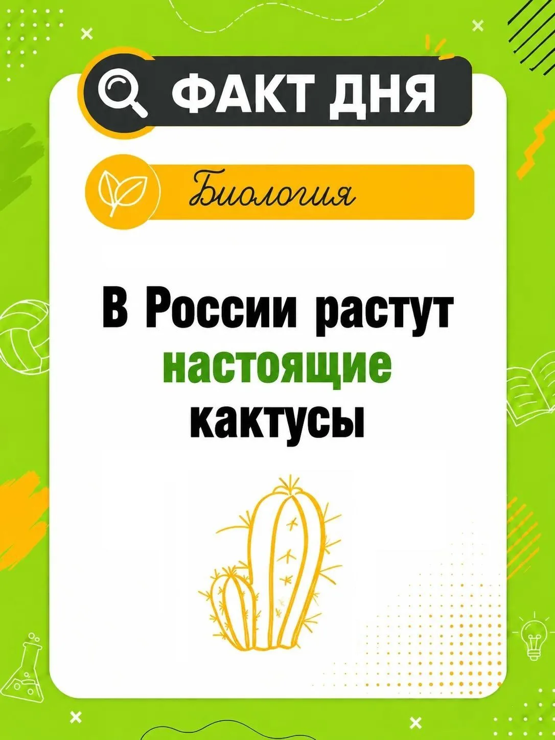 🌵 В России растут настоящие мексиканские кактусы

Да-да, это не шутка. Зимой они выдерживают морозы
