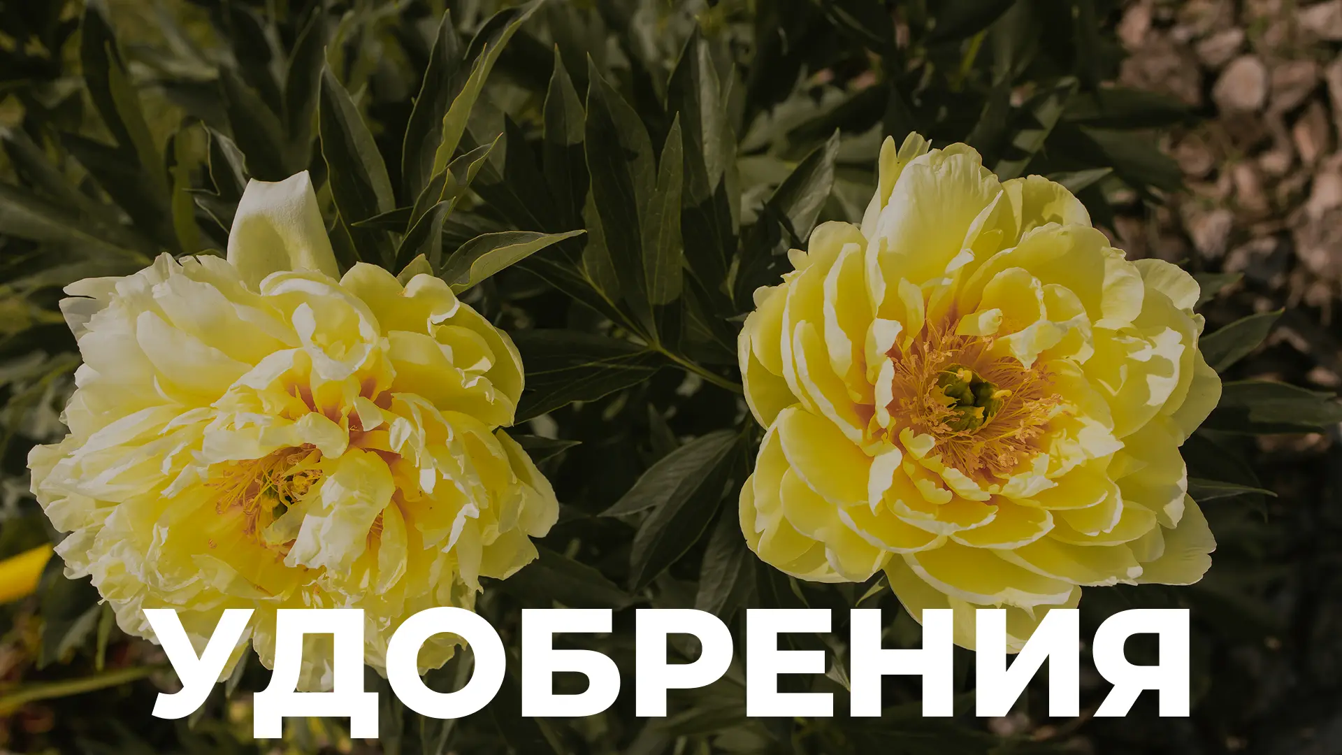 Согласитесь, и овощи, и фрукты поспевают в разы быстрее и обильнее, если вовремя удобрить грядки.

С