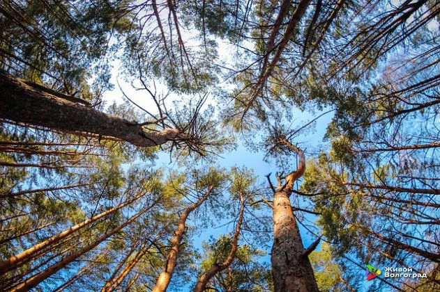 🌲Волгоградская область первой в России начала разрабатывать цифровую экосистему для уп...