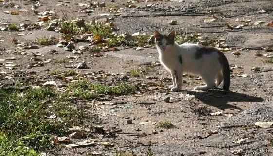 Синоптики осторожно делают прогнозы на ближайшую зиму в Костроме