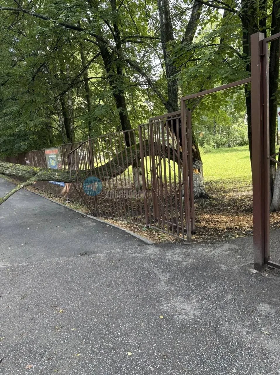 Около 47 школы упало дерево