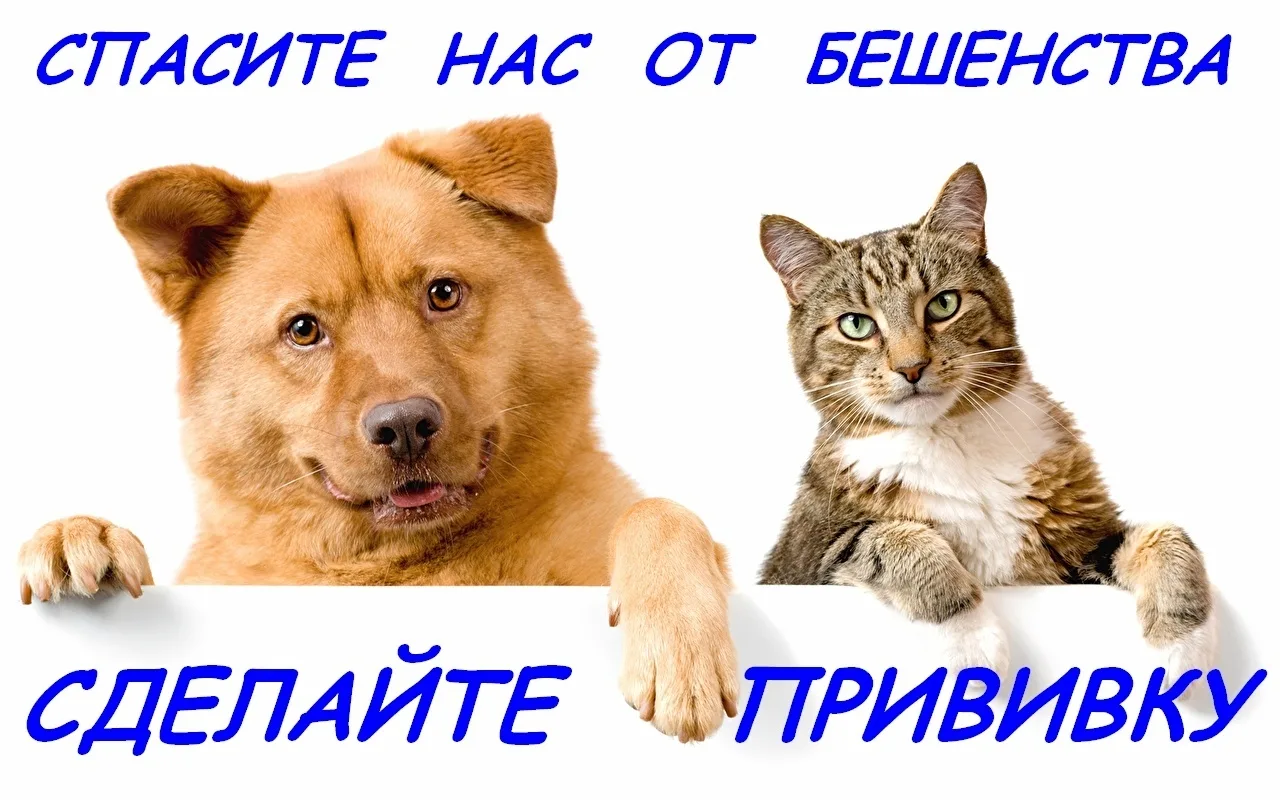 Доводим до сведения насселения, что 13 октября на Яранской ветстанции пройдет плановая ...