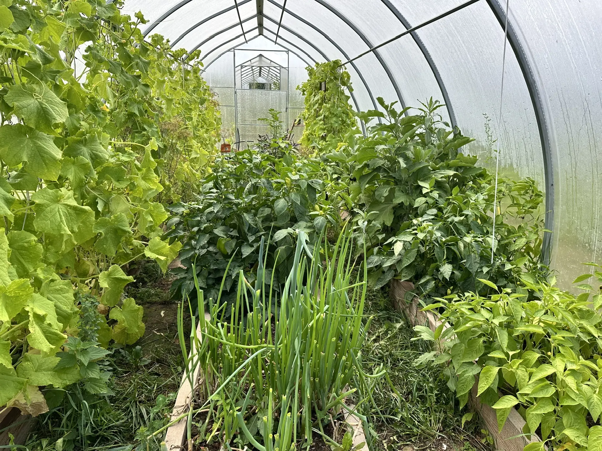 Хотим законсервировать август 🍅🫑