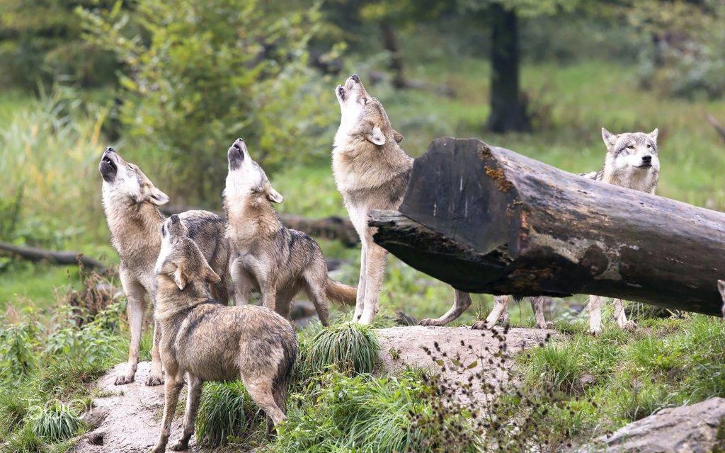 🐺Волки начали нападать на домашних животных в Ленобласти.