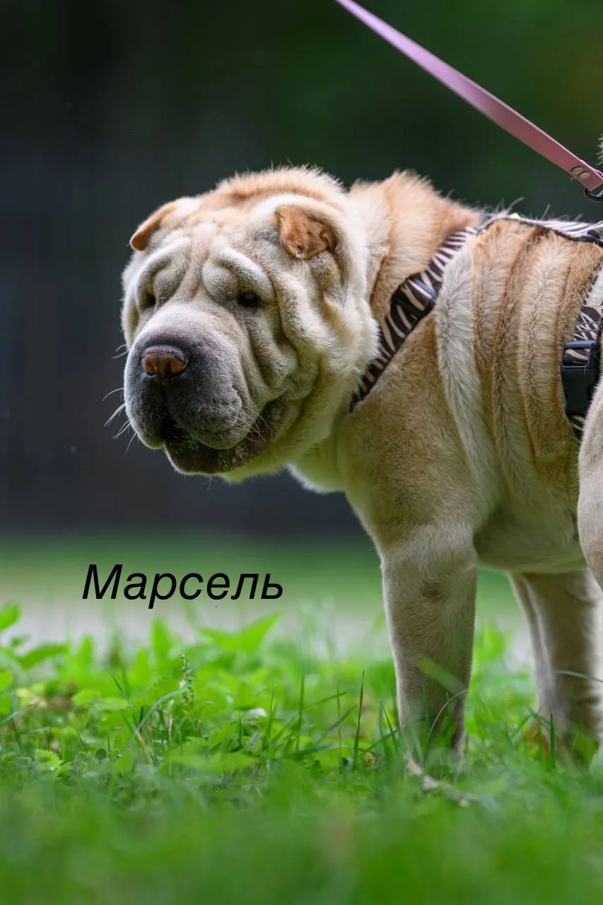 🐾🐕Три сердца СВАО: кто ждёт тебя в приютах «Дубовая Роща», «Искра» и «Красная Сосна»