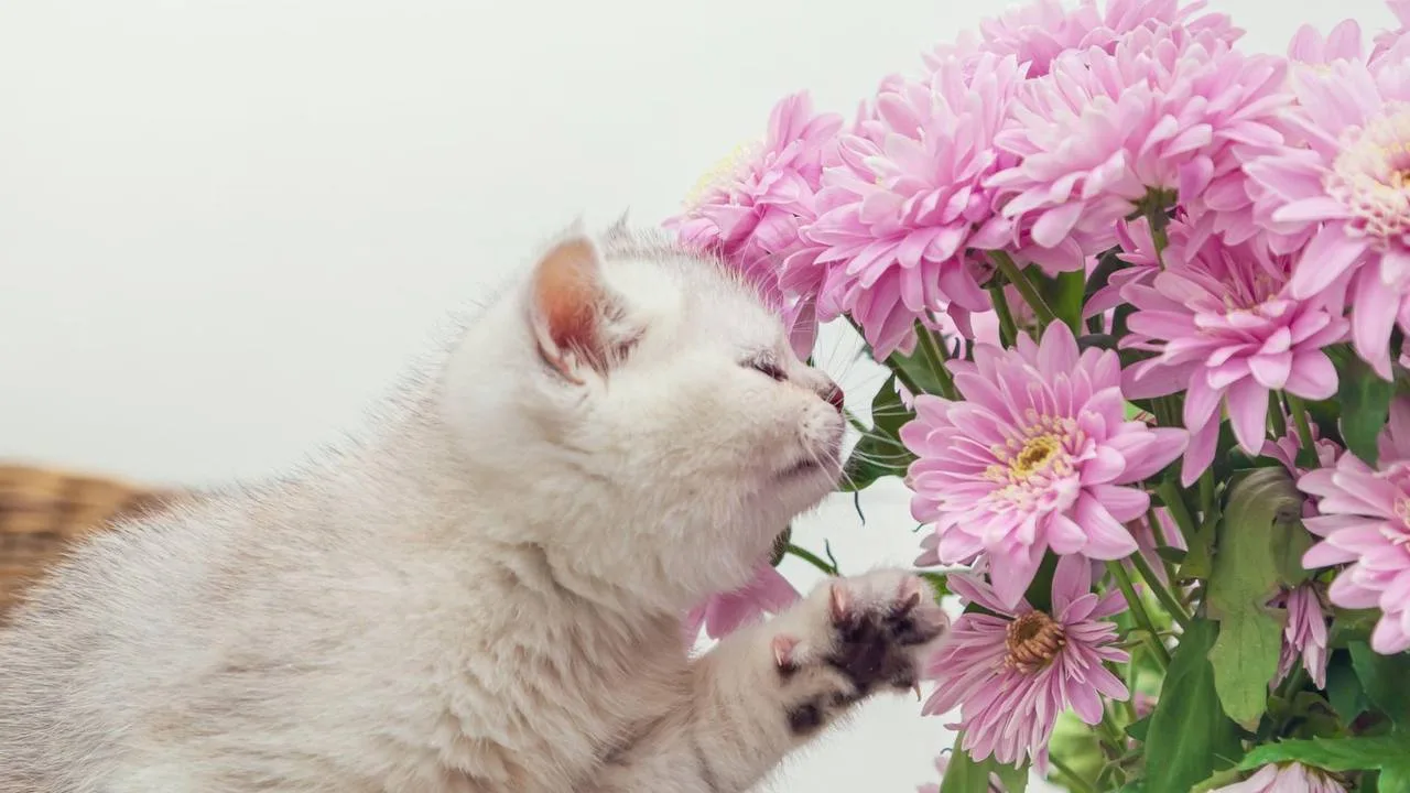 💐День хризантемы отмечается сегодня.