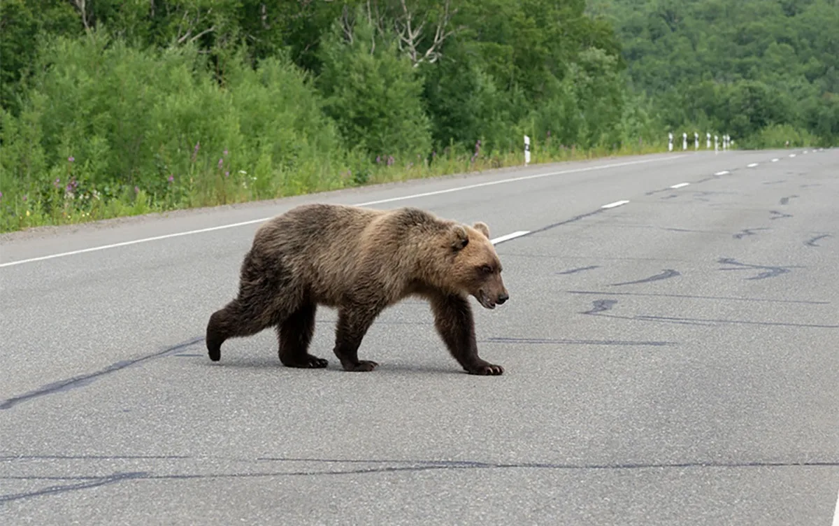 🐻 Медведь попал под машину в Тайшете